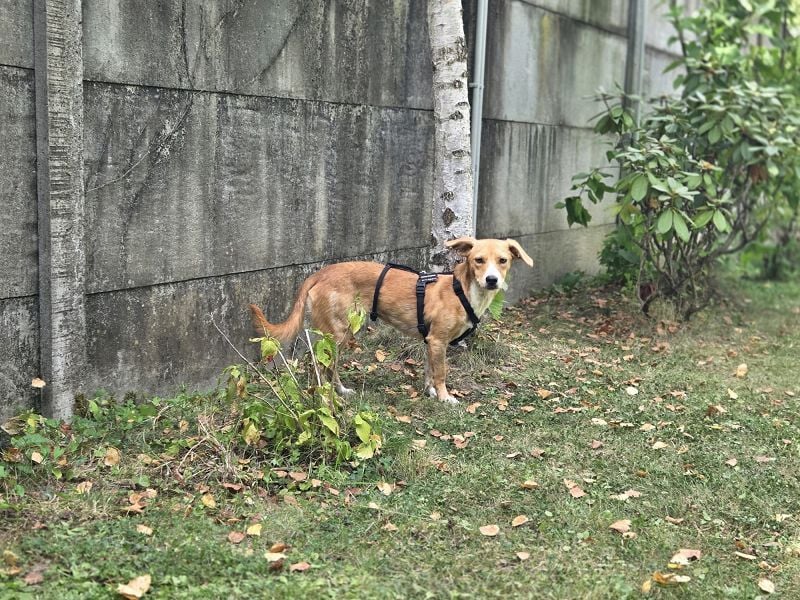 ♥MILA♥ auf Pflegestelle bei Köln-bildhübsche, verspielte, anfangs noch vorsichtige sanfte Seele 32cm
