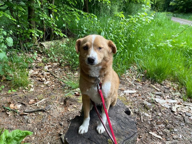 ♥SOPHIE♥ auf Pflegestelle bei Duisburg - zuckersüße, verschmuste, unkomplizierte Hündin 37 cm