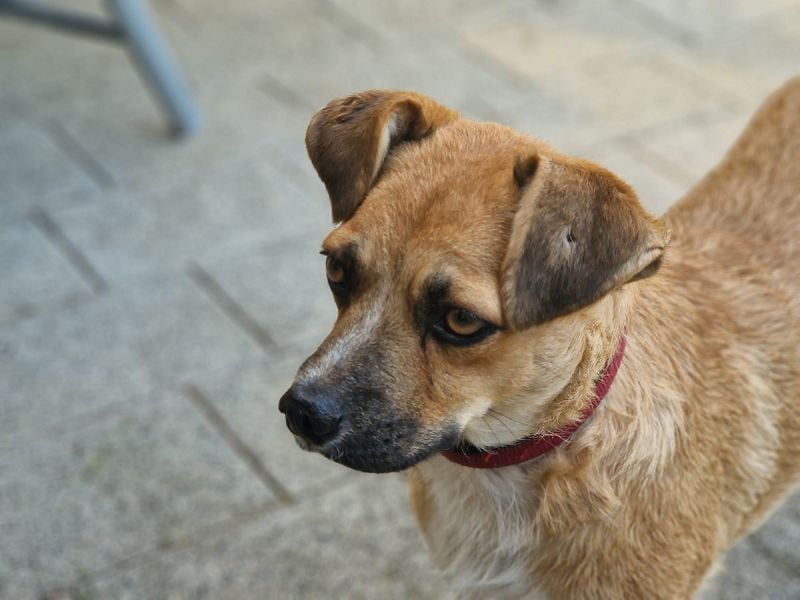 ♥TAMARA♥ auf Pflegestelle bei Köln - verschmuste, offene, absolut unkomplizierte, kleine Hündin 40cm