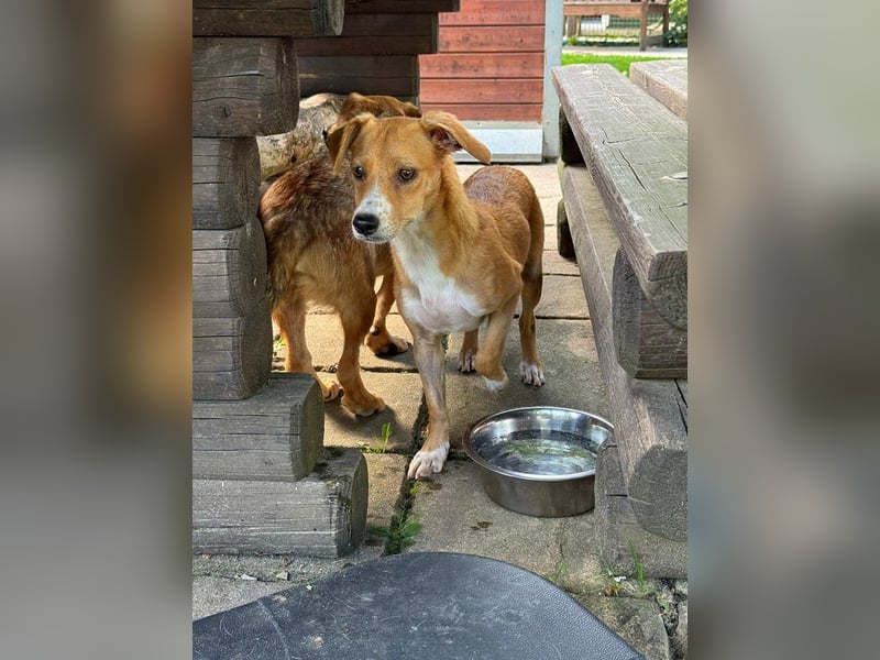 ♥MILA♥ auf Pflegestelle bei Köln-bildhübsche, verspielte, anfangs noch vorsichtige sanfte Seele 32cm