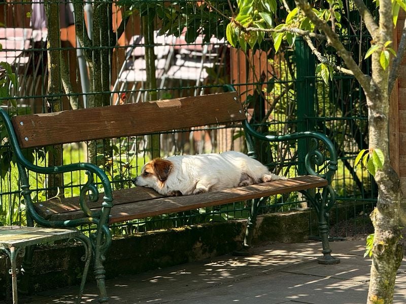 ♥SCHNECKCHEN♥ auf Pflegestelle bei Köln - süße, kleine sanfte Seele 28 cm
