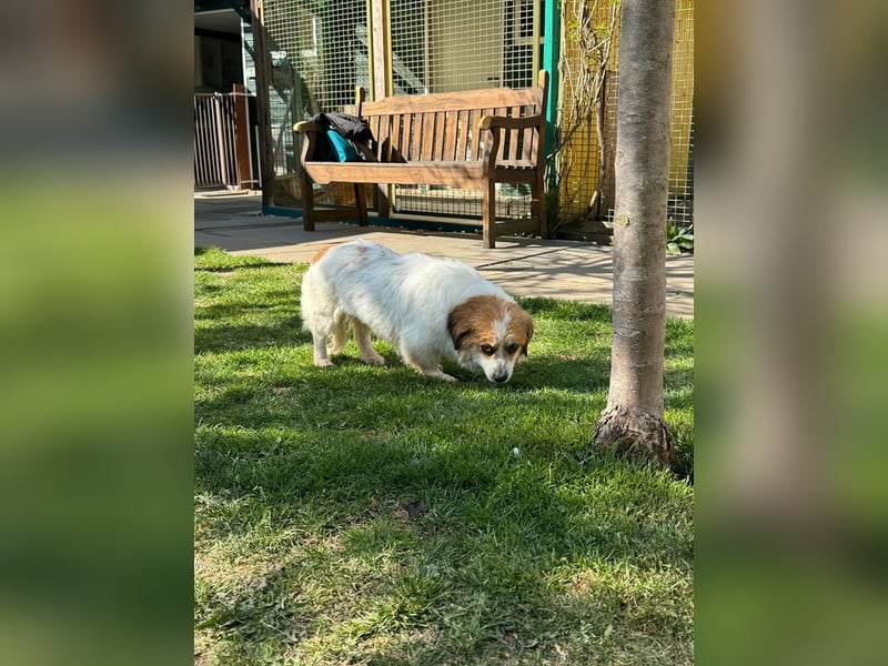 ♥SCHNECKCHEN♥ auf Pflegestelle bei Köln - süße, kleine sanfte Seele 28 cm