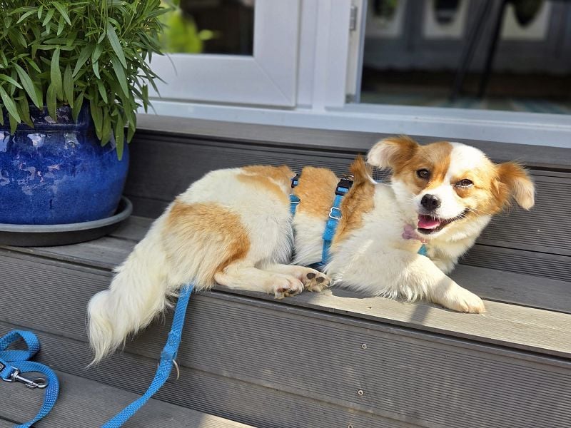 ♥AMALIA♥ neu auf Pflegestelle in Köln - zuckersüße, sehr menschenbezogene kleine Hündin 33 cm