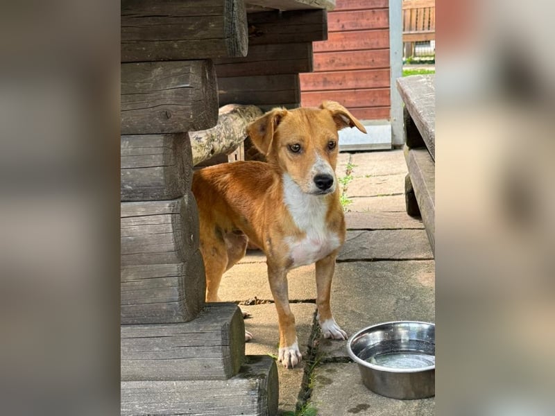 ♥MILA♥ auf Pflegestelle bei Köln-bildhübsche, verspielte, anfangs noch vorsichtige sanfte Seele 32cm