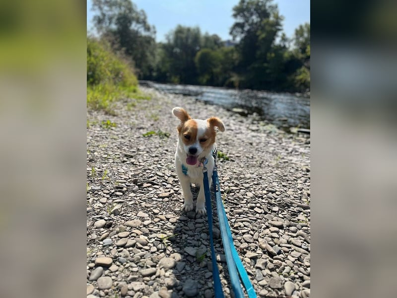 ♥AMALIA♥ neu auf Pflegestelle in Köln - zuckersüße, sehr menschenbezogene kleine Hündin 33 cm