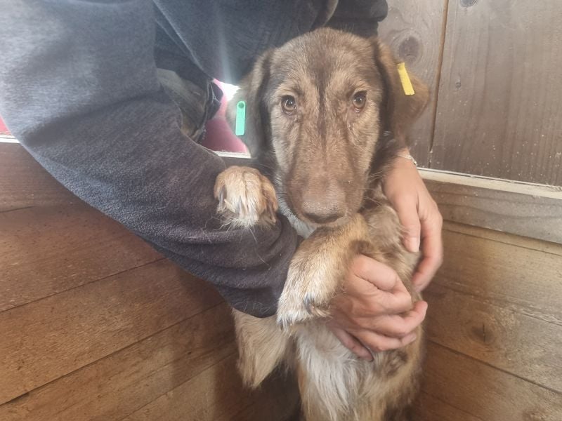 ♥ALWA♥ besondere, vom Tierheim sehr gestresste Hündin sehnt sich nach einem ruhigen Zuhause 53 cm