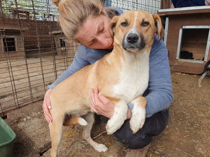 ♥JESSY♥ ganz liebe, hübsche Hündin, die ganz neu im Tierheim gelandet ist 44 cm