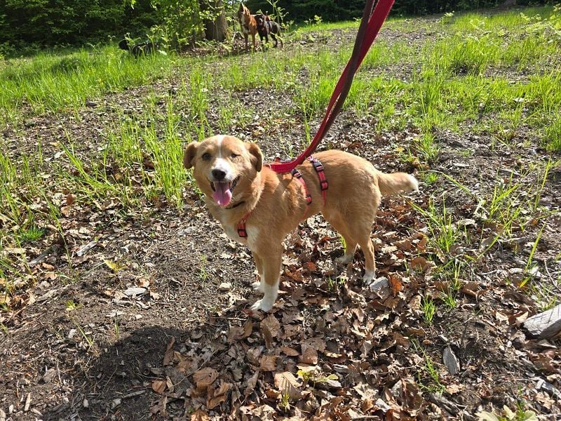 ♥SOPHIE♥ auf Pflegestelle bei Duisburg - zuckersüße, verschmuste, unkomplizierte Hündin 37 cm
