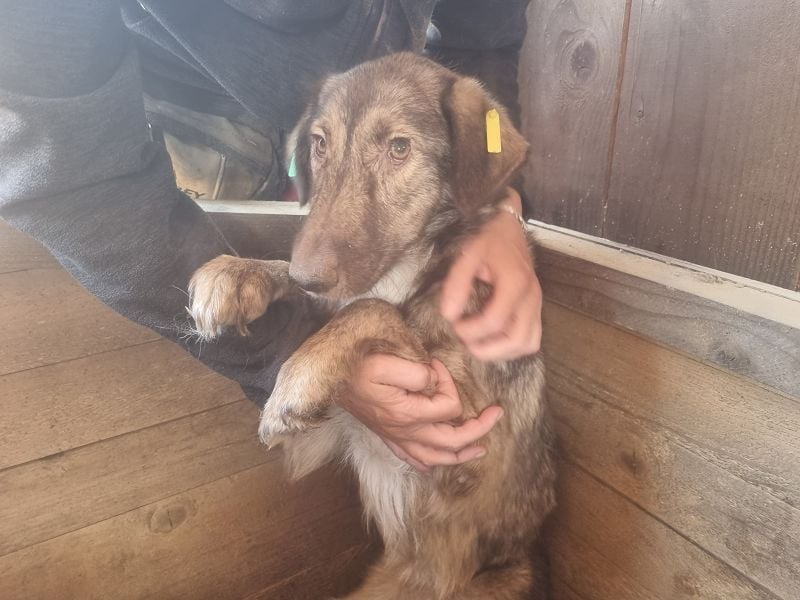 ♥ALWA♥ besondere, vom Tierheim sehr gestresste Hündin sehnt sich nach einem ruhigen Zuhause 53 cm