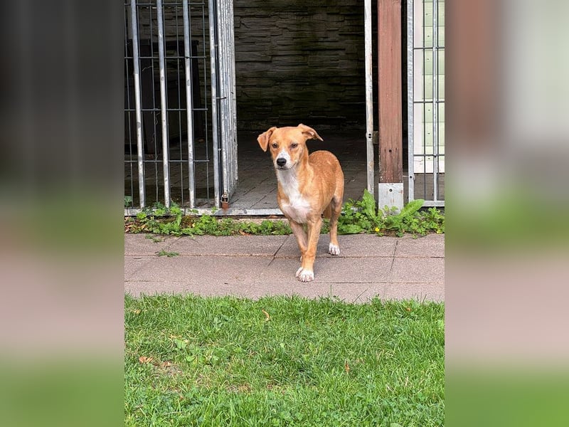 ♥MILA♥ auf Pflegestelle bei Köln-bildhübsche, verspielte, anfangs noch vorsichtige sanfte Seele 32cm