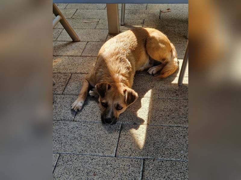 ♥TAMARA♥ auf Pflegestelle bei Köln - verschmuste, offene, absolut unkomplizierte, kleine Hündin 40cm