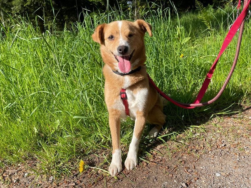 ♥SOPHIE♥ auf Pflegestelle bei Duisburg - zuckersüße, verschmuste, unkomplizierte Hündin 37 cm