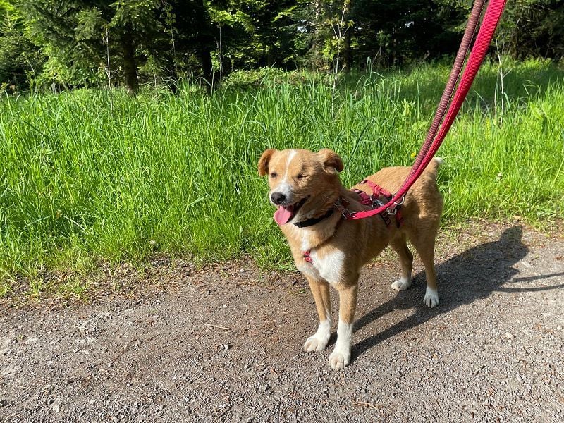 ♥SOPHIE♥ auf Pflegestelle bei Duisburg - zuckersüße, verschmuste, unkomplizierte Hündin 37 cm