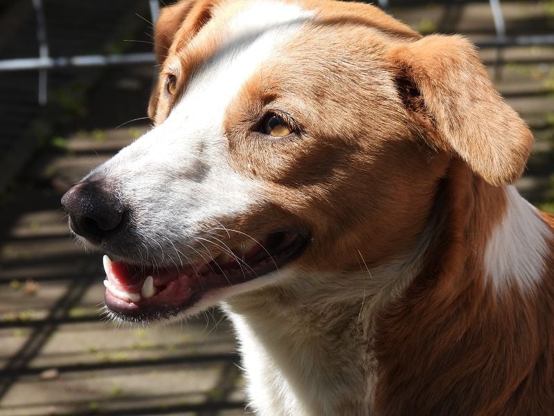 ♥DOLLY♥ neu auf Pflegest bei Duisburg - süße, ganz liebe, anfangs noch vorsichtige Hündin 36 cm