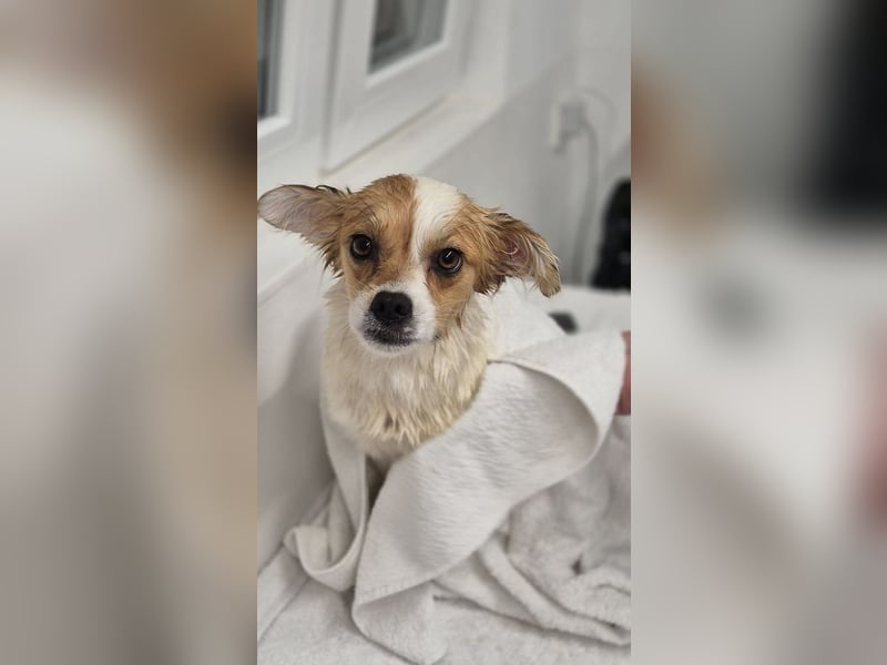 ♥AMALIA♥ neu auf Pflegestelle in Köln - zuckersüße, sehr menschenbezogene kleine Hündin 33 cm