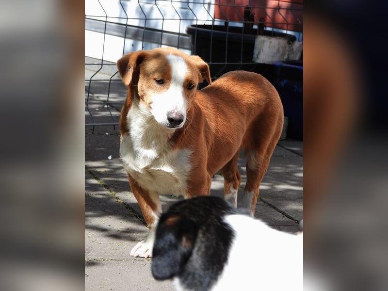 ♥DOLLY♥ neu auf Pflegest bei Duisburg - süße, ganz liebe, anfangs noch vorsichtige Hündin 36 cm