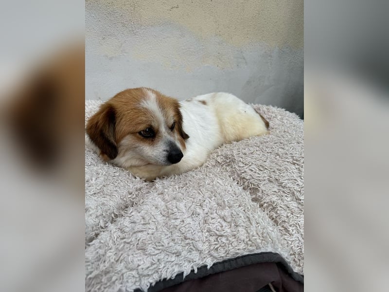 ♥SCHNECKCHEN♥ auf Pflegestelle bei Köln - süße, kleine sanfte Seele 28 cm