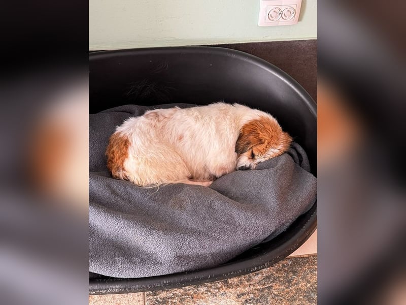 ♥SCHNECKCHEN♥ auf Pflegestelle bei Köln - süße, kleine sanfte Seele 28 cm