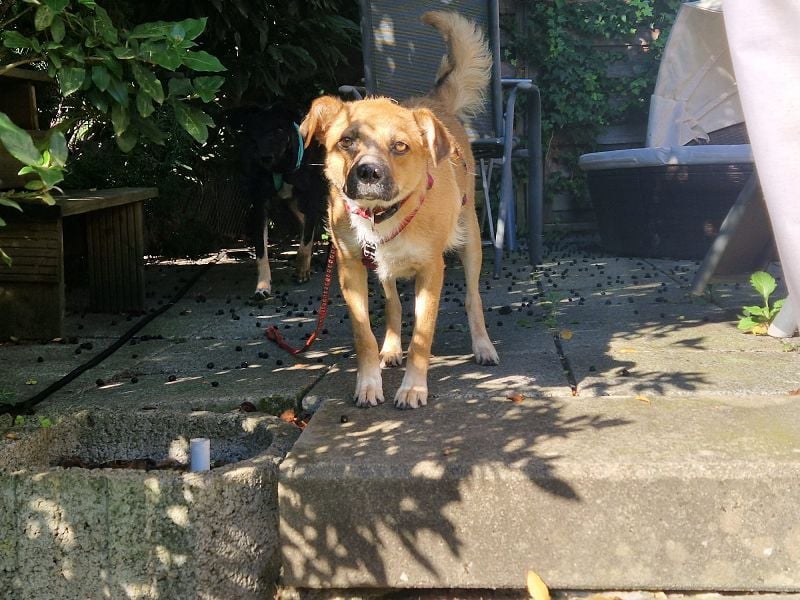 ♥TAMARA♥ auf Pflegestelle bei Köln - verschmuste, offene, absolut unkomplizierte, kleine Hündin 40cm