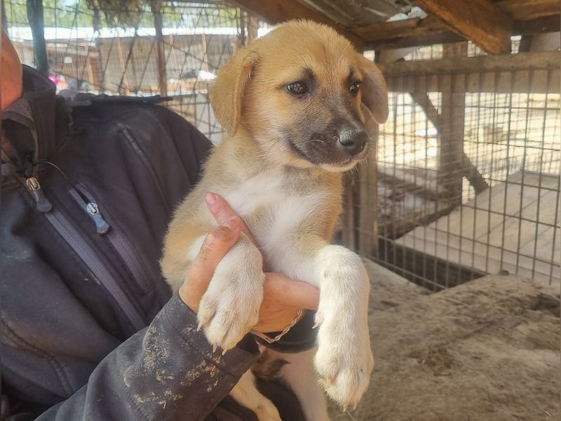 ♥ALESSIA♥ zuckersüße Juniorin, die viel zu geben hat und kaum etwas erwartet - wird mittelgroß