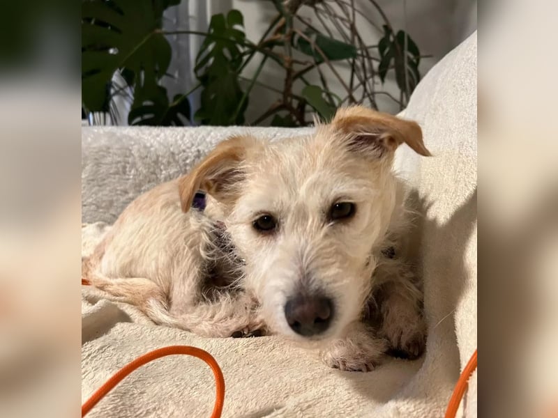 Rosie sucht geduldige Menschen