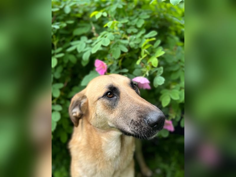 Verschmuste unproblematische Tierheimhündin Amber❤️sucht Familie