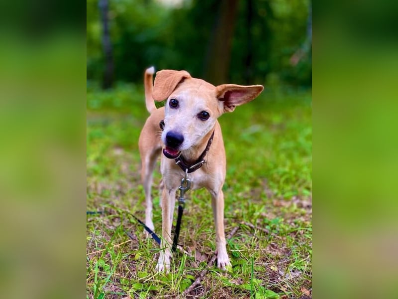 Tierschutzhündin Masha❤️in 99817 Eisenach sucht Pflege- oder Endstelle
