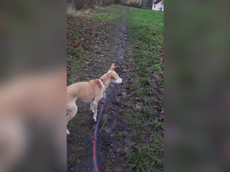 Tierschutzhündin Masha❤️in 99817 Eisenach sucht Pflege- oder Endstelle