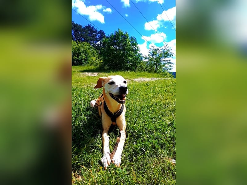 Tierschutzhündin Masha❤️in 99817 Eisenach sucht Pflege- oder Endstelle