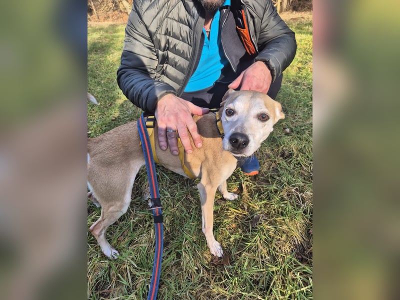 Tierschutzhündin Masha❤️in 99817 Eisenach sucht Pflege- oder Endstelle