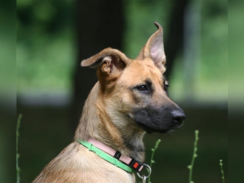 Cherry ❤️ freundliche und liebevolle Knutschkugel sucht Zuhause