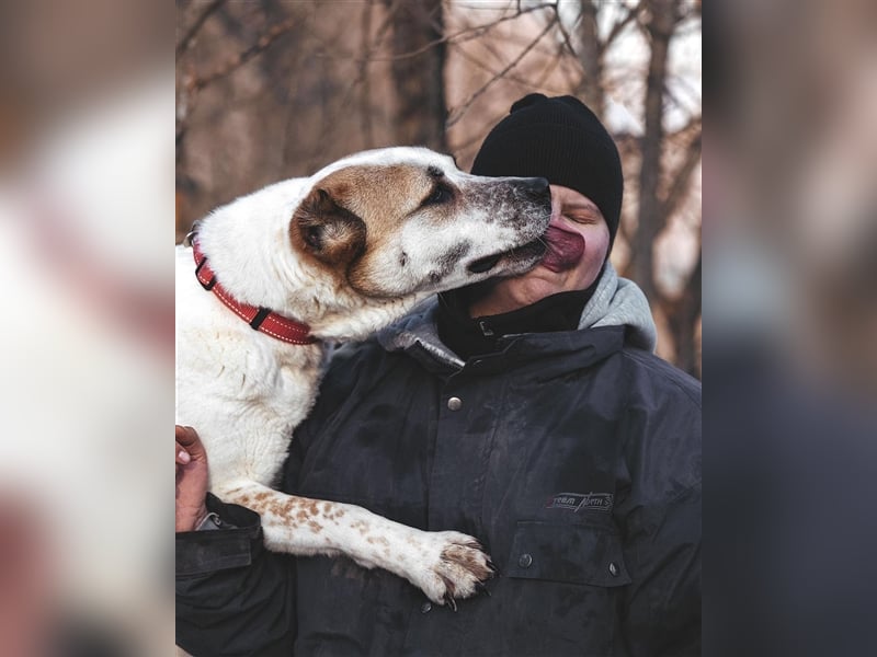 Chara❤️sucht liebevolles Zuhause als Einzelhund