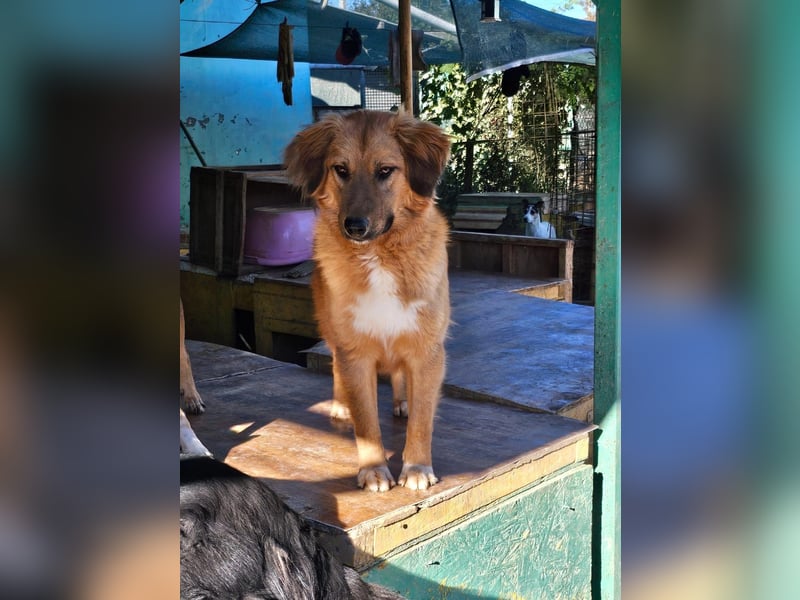 Zauberhafte Alice❤️ (1 Jahr) sucht Pflege- oder Endstelle