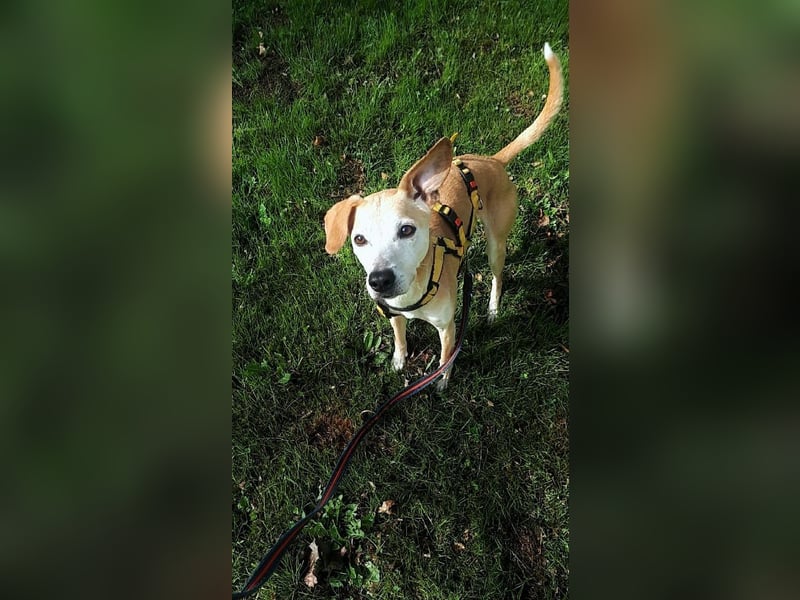 Tierschutzhündin Masha❤️in 99817 Eisenach sucht Pflege- oder Endstelle