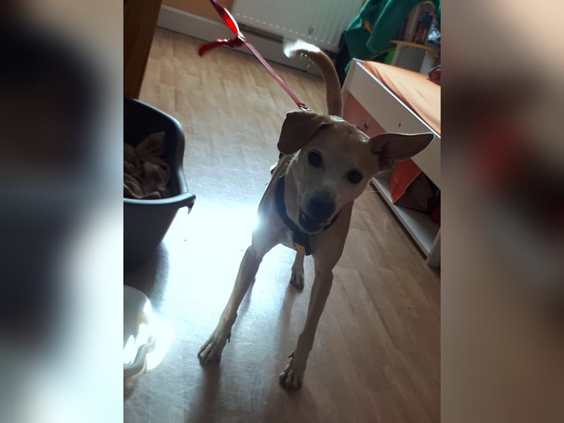 Tierschutzhündin Masha❤️in 99817 Eisenach sucht Pflege- oder Endstelle