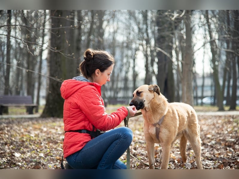 Verschmuste unproblematische Tierheimhündin Amber❤️sucht Familie