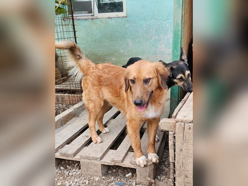 Zauberhafte Alice❤️ (1 Jahr) sucht Pflege- oder Endstelle
