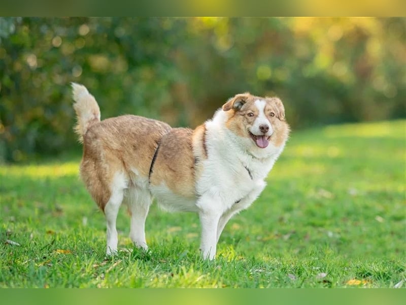 Hundedame Pinky❤️sucht ruhiges Zuhause