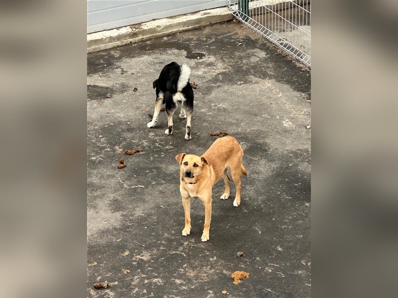 Die anhängliche kleine Tierheimhündin Ayva❤️sucht seit fast 5 Jahren ein Zuhause☘️