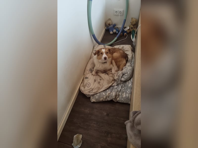 Hundedame Pinky❤️sucht ruhiges Zuhause