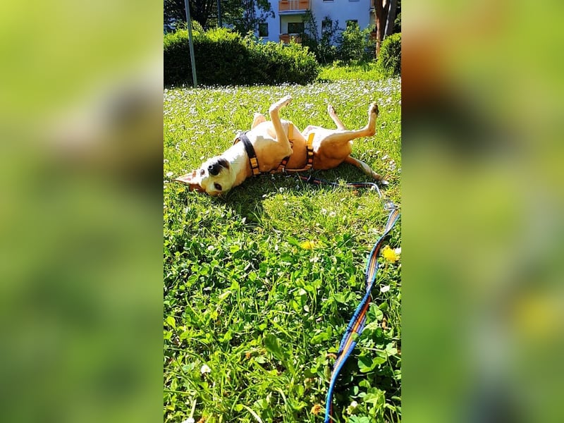 Tierschutzhündin Masha❤️in 99817 Eisenach sucht Pflege- oder Endstelle