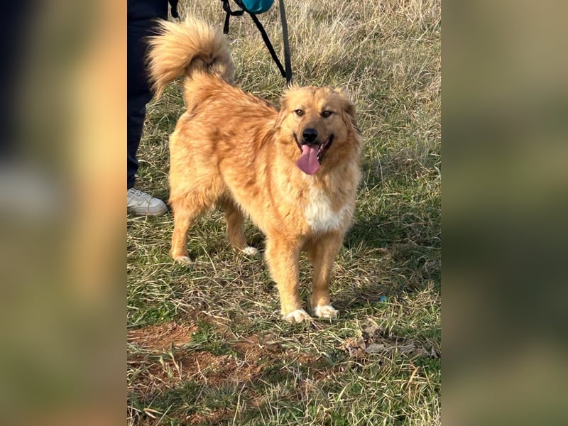 Zauberhafte Alice❤️ (1 Jahr) sucht Pflege- oder Endstelle