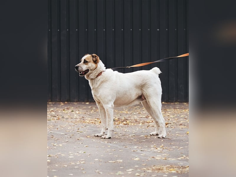 Chara❤️sucht liebevolles Zuhause als Einzelhund