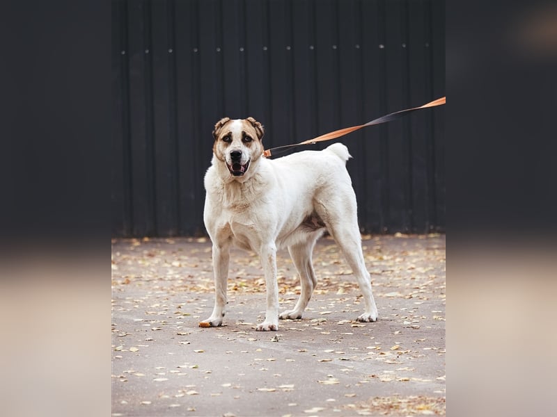 Chara❤️sucht liebevolles Zuhause als Einzelhund