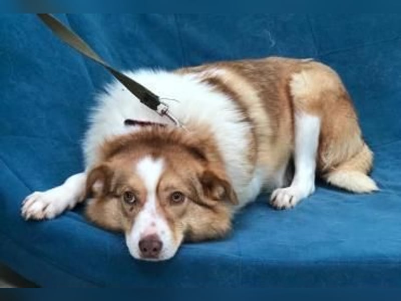 Hundedame Pinky❤️sucht ruhiges Zuhause