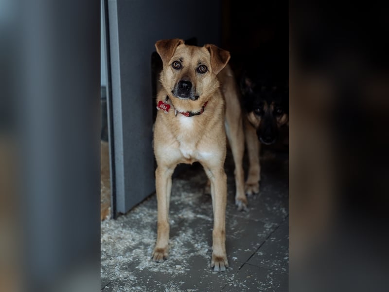 Die anhängliche kleine Tierheimhündin Ayva❤️sucht seit fast 5 Jahren ein Zuhause☘️