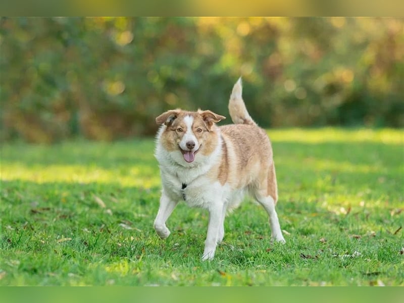 Hundedame Pinky❤️sucht ruhiges Zuhause