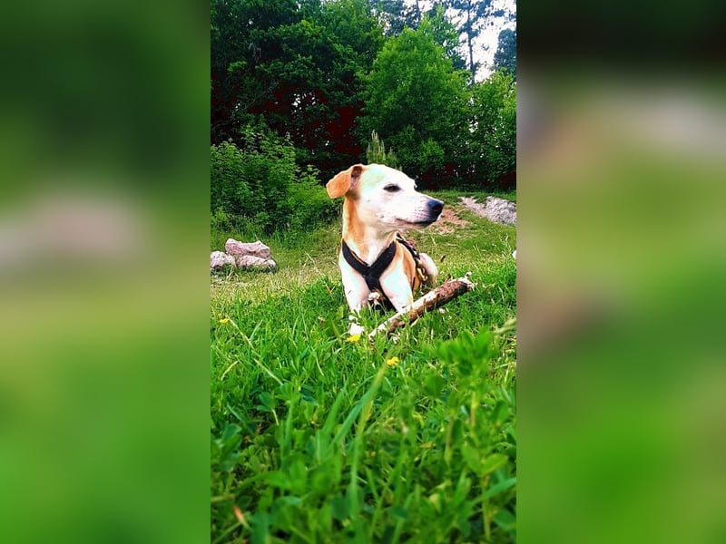 Tierschutzhündin Masha❤️in 99817 Eisenach sucht Pflege- oder Endstelle
