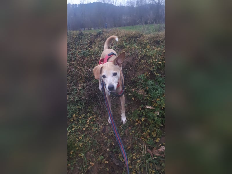 Tierschutzhündin Masha❤️in 99817 Eisenach sucht Pflege- oder Endstelle