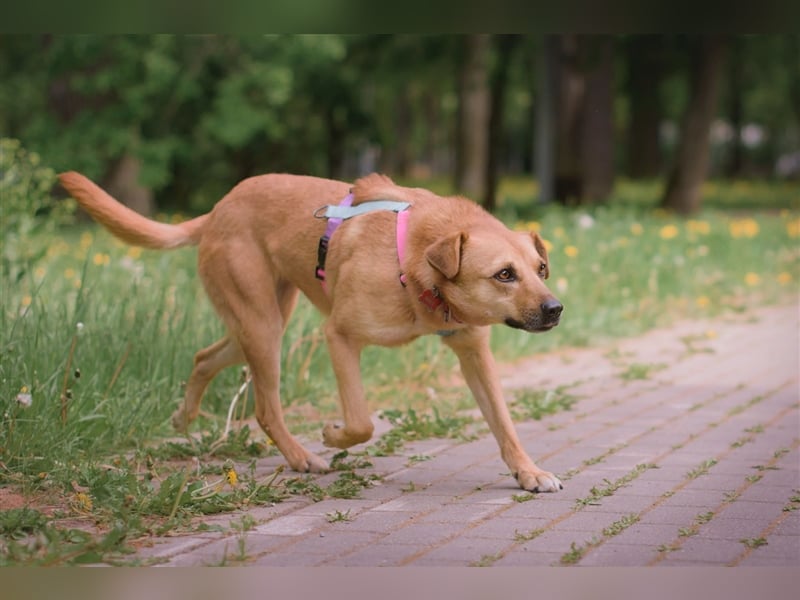 Die anhängliche kleine Tierheimhündin Ayva❤️sucht seit fast 5 Jahren ein Zuhause☘️